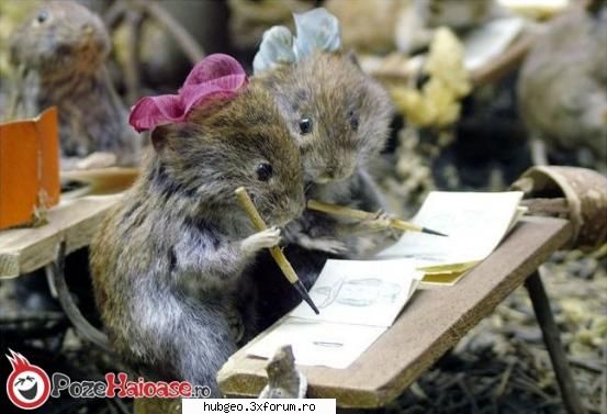 funny pic - Soricei draguti...:) - Funny