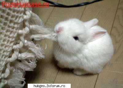 funny pic - puiuţi de iepure - Funny