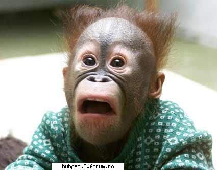 funny pic - animaluţe frumoase - Funny