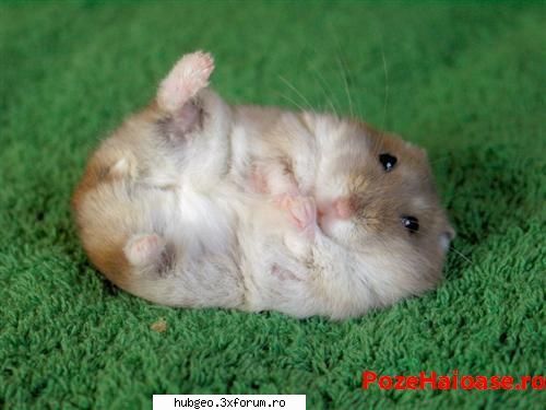 funny pic - Hamster drăguţ - Funny