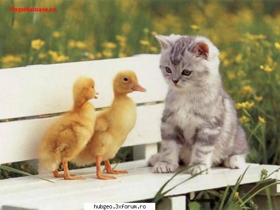 funny pic - ÃŽntălnire de gradul 0 - Funny