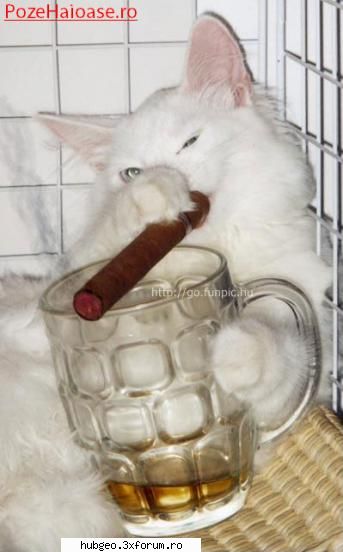 funny pic - şi pisicile sunt alcoolice - Funny