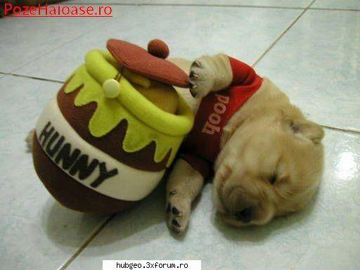 funny pic - winnie the pooh - Funny