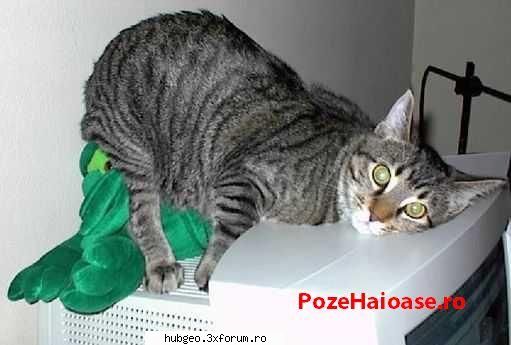 funny pic - Pisoi pe monitor - Funny