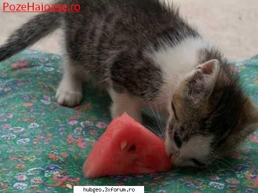 funny pic - This ''pepene'' taste delicios...yammy! - Funny