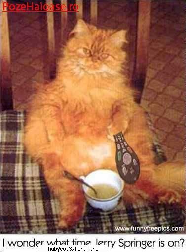 funny pic - Pisică batoză - Funny